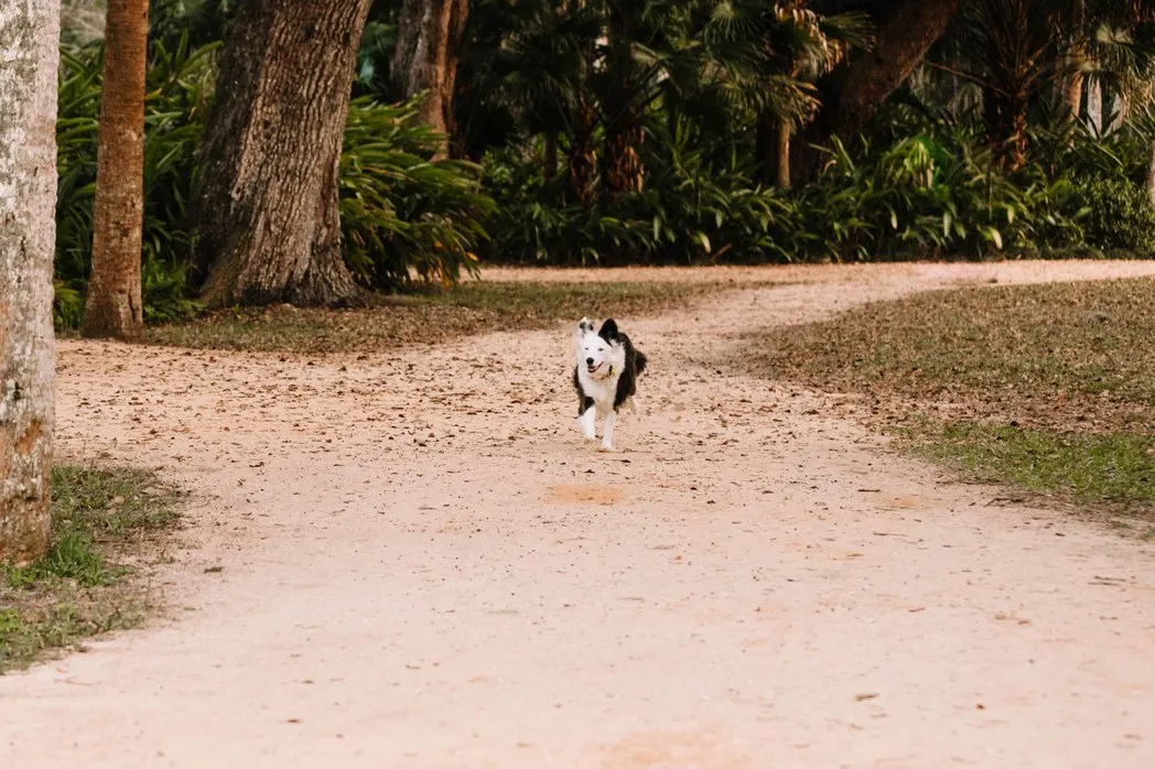 Fun Engagement Session Washington Oaks Garden