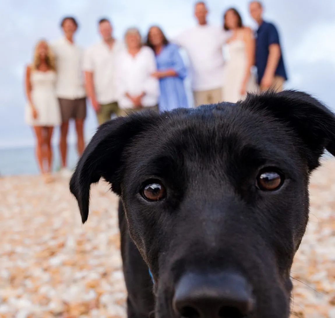 A dog filling the frame while the family laughs behind him on the beach