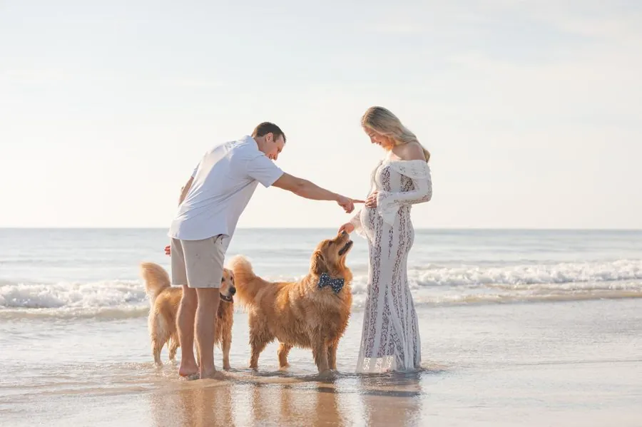 An expectant couple on the beach with their two golden retrievers